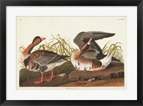 Framed Pl 286 White-fronted Goose Print