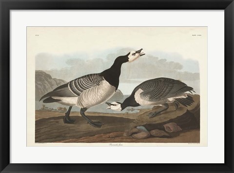 Framed Pl 296 Barnacle Goose Print