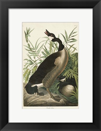 Framed Pl 201 Canada Goose Print