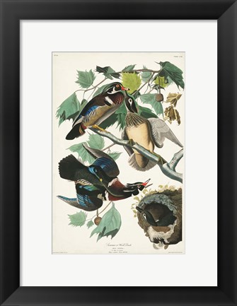 Framed Pl 206 Wood Duck Print