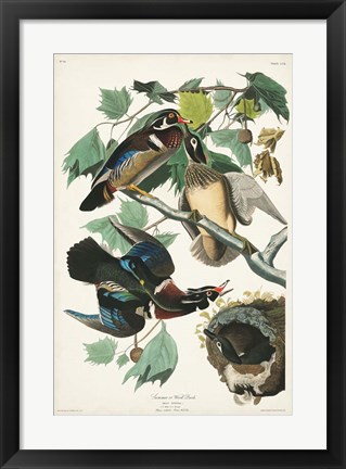 Framed Pl 206 Wood Duck Print