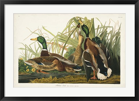 Framed Pl 221 Mallard Duck Print