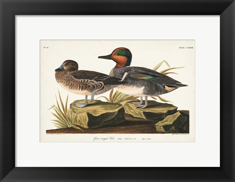 Framed Pl 228 Green-winged Teal Print