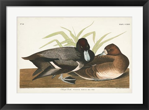 Framed Pl 229 Scaup Duck Print