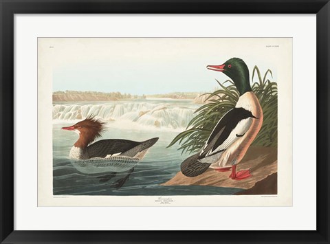 Framed Pl 331 Goosander Duck Print