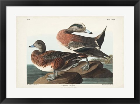 Framed Pl 345 American Widgeon Print