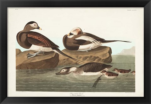 Framed Pl 312 Long-tailed Duck Print