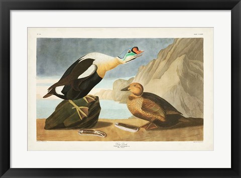 Framed Pl 276 King Duck Print