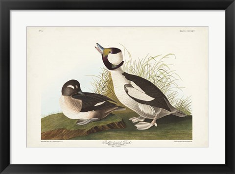 Framed Pl 325 Buffel-headed Duck Print