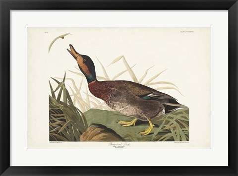 Framed Pl 338 Bemaculated Duck Print