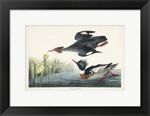 Framed Pl 401 Red-breasted Merganser Duck Print