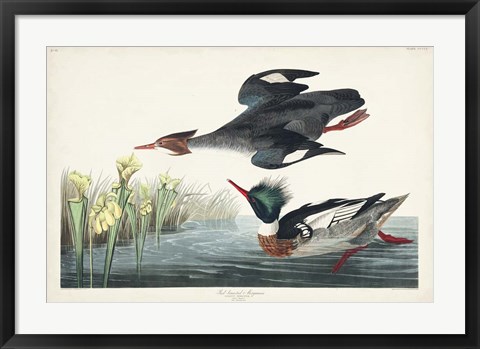 Framed Pl 401 Red-breasted Merganser Duck Print