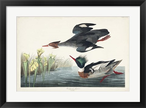 Framed Pl 401 Red-breasted Merganser Duck Print