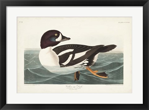 Framed Pl 403 Golden-eye Duck Print