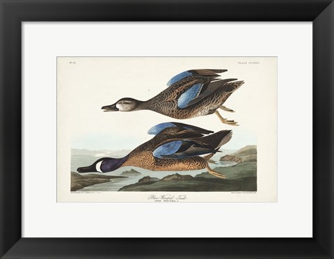 Framed Pl 313 Blue-winged Teal Print