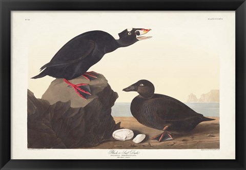 Framed Pl 317 Black or Surf Duck Print