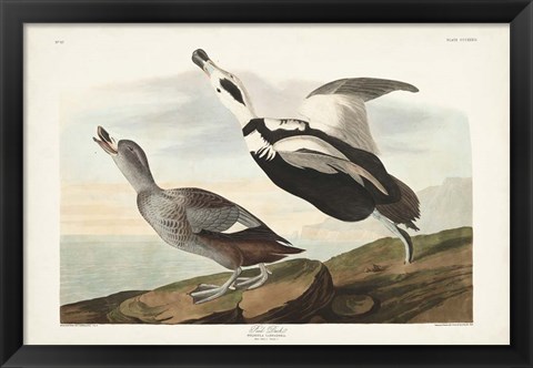 Framed Pl 332 Pied Working Duck Print