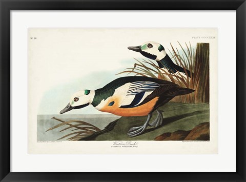 Framed Pl 429 Western Duck Print