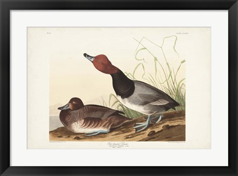 Framed Pl 322 Red-headed Duck Print