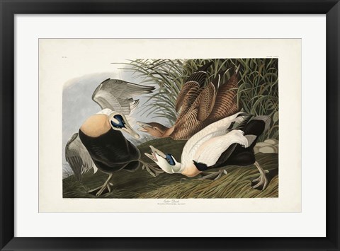 Framed PL 246 Eider Duck Print