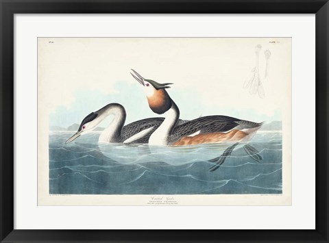 Framed Pl 292 Crested Grebe Print