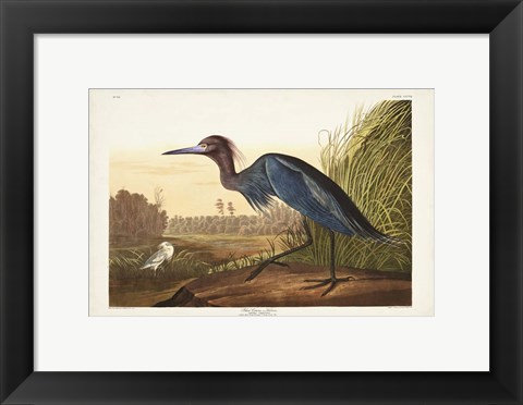 Framed Pl 307 Blue Crane or Heron Print