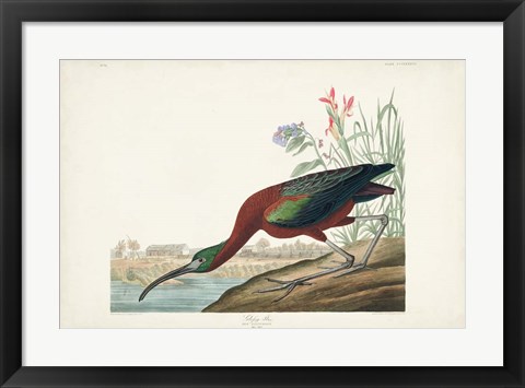 Framed Pl 387 Glossy Ibis Print