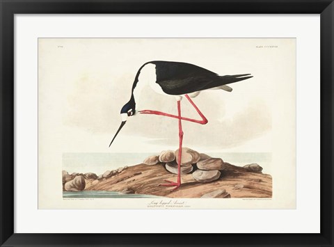 Framed Pl 328 Long- legged Avocet Print