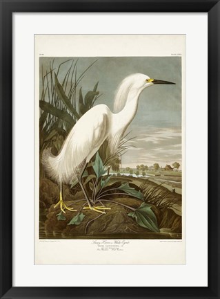 Framed Pl 242 Snowy Heron Print