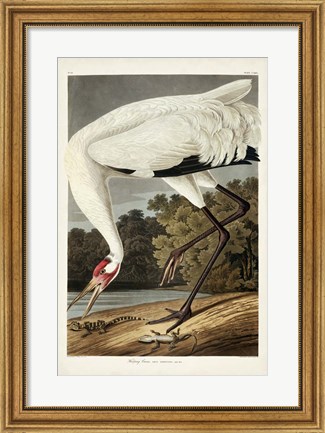 Framed Pl 226 Hooping Crane Print