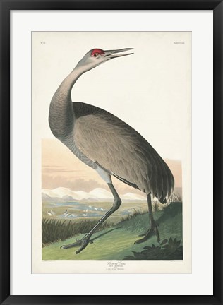 Framed Pl 261 Hooping Crane Print