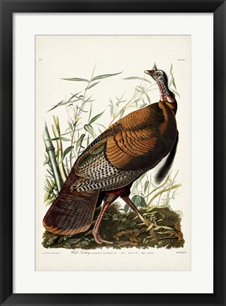 Framed Pl 1 Wild Turkey Print