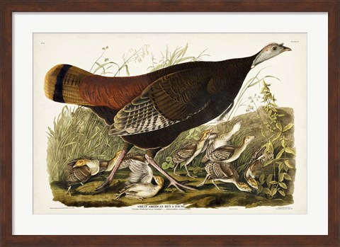 Framed Pl 6 Great American Hen &amp; Young Print