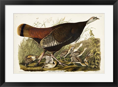 Framed Pl 6 Great American Hen &amp; Young Print