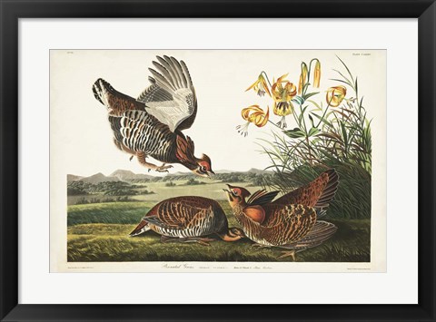 Framed PL 186 Pinnated Grouse Print