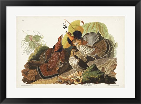 Framed Pl 41 Ruffed Grouse Print