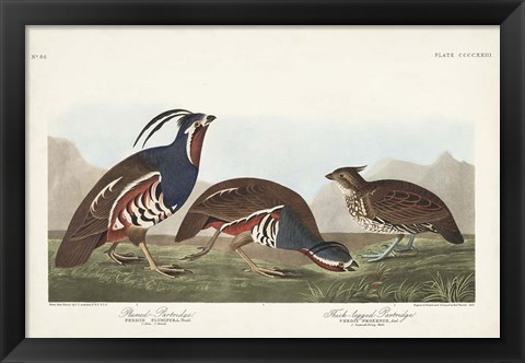 Framed Pl 423 Plummed Partridge Print