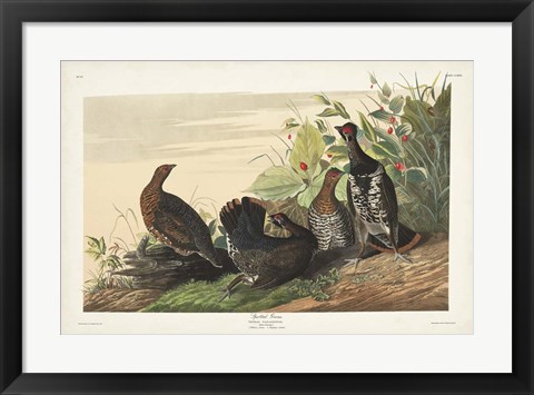 Framed Pl 176 Spotted Grouse Print