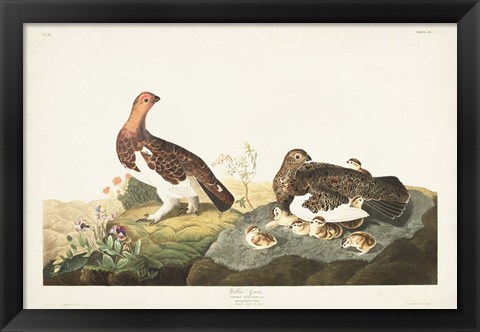 Framed Pl 191 Willow Grouse Print