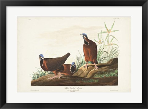 Framed Pl 172 Blue-headed Pigeon Print