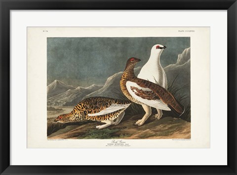 Framed Pl 368 Rock Grouse Print