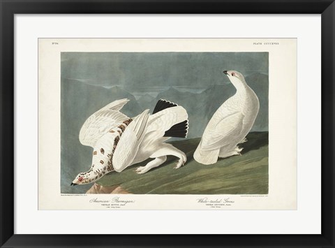 Framed Pl 418 American Ptarmigan Print