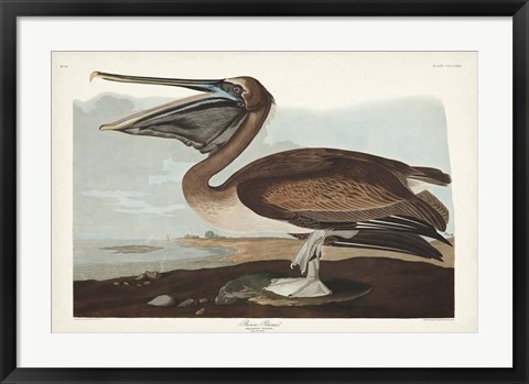 Framed Pl 421 Brown Pelican Print