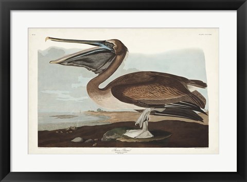 Framed Pl 421 Brown Pelican Print