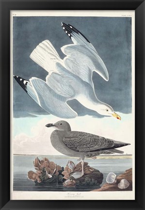 Framed Pl 291 Herring Gull Print