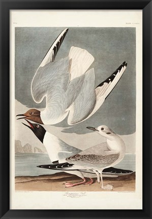 Framed Pl 324 Bonapartian Gull Print