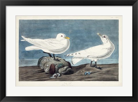 Framed Pl 287 Ivory Gull Print