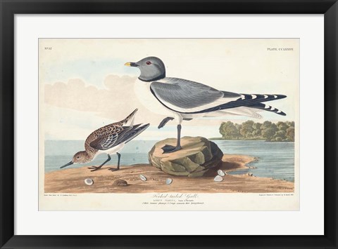 Framed Pl 285 Fork-tailed Gull Print