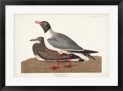 Framed Pl 314 Black-headed Gull Print