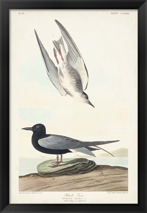 Framed Pl 280 Black Tern Print